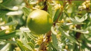 Fruit d'argan